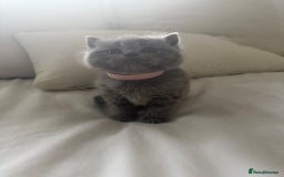 British Shorthair cats for sale: 3 chunky beautiful British shorthair  - Image 8