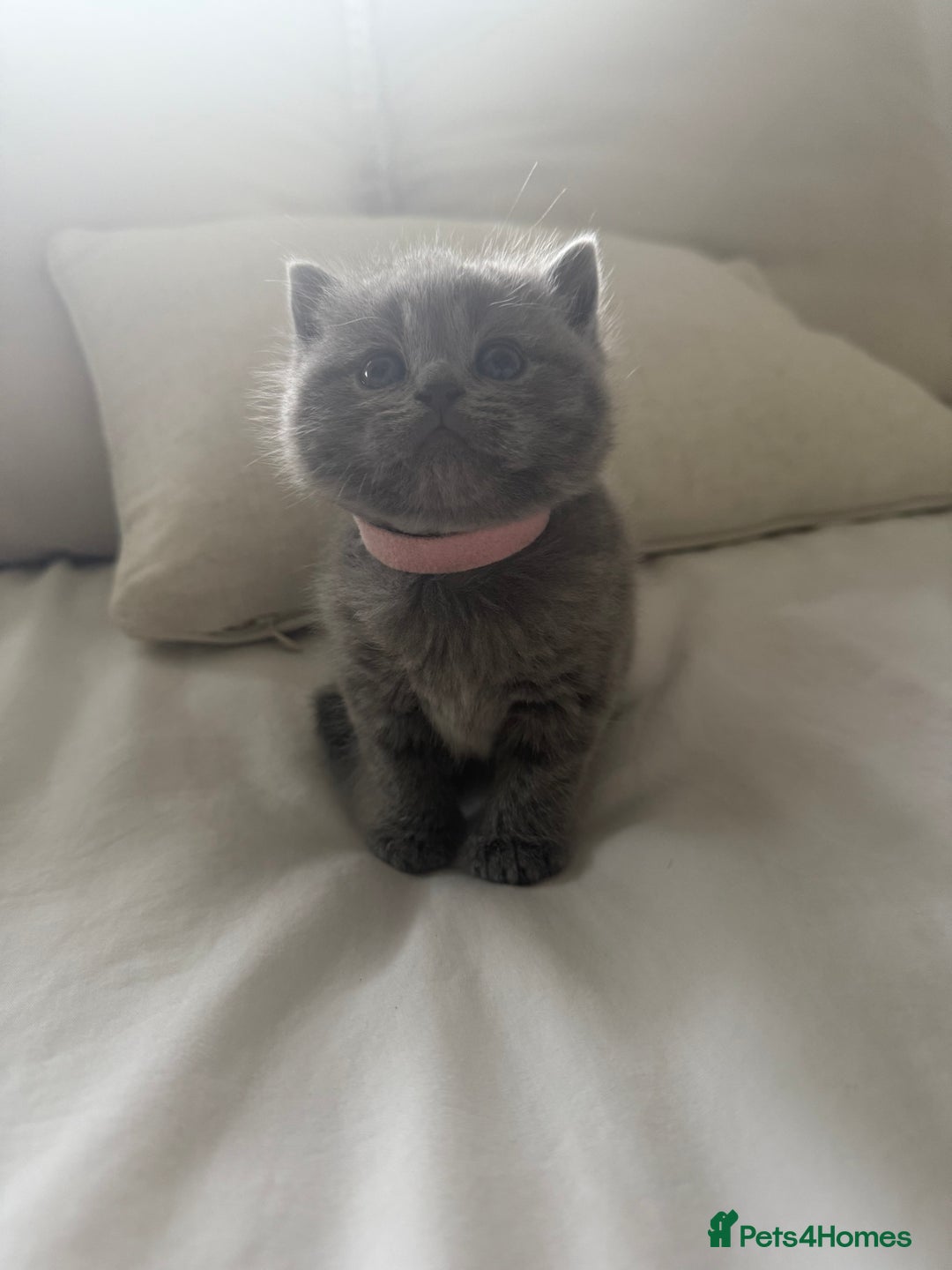 British Shorthair cats for sale: 3 chunky beautiful British shorthair  - Image 8