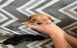 Cockapoo dogs for sale: Cockapoo puppys - Image 16