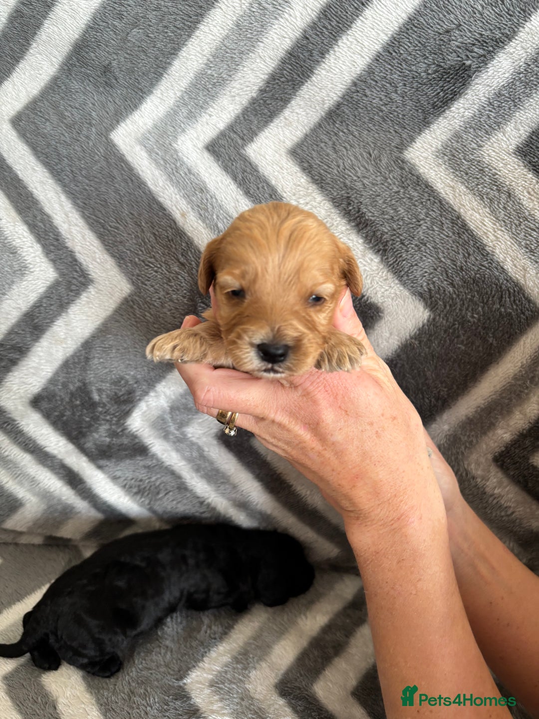 Cockapoo dogs for sale: Cockapoo puppys - Image 16
