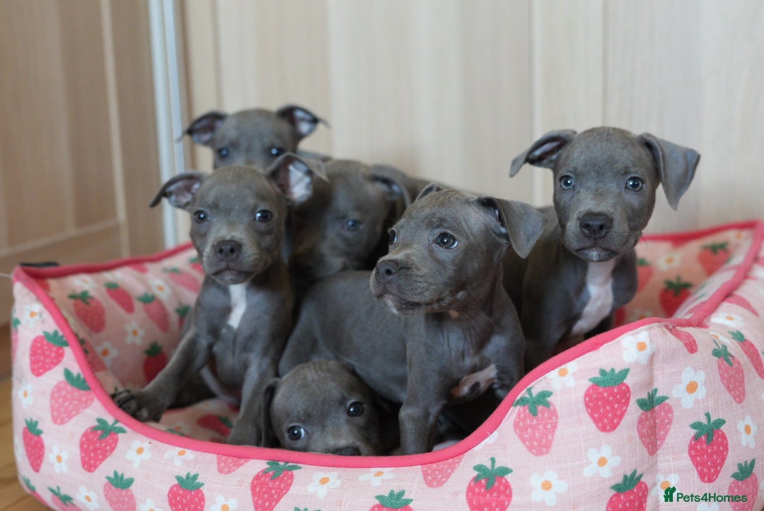 Staffordshire Bull Terrier dogs for sale: 🧸 Adorable Staffy puppies 🧸 - Image 8