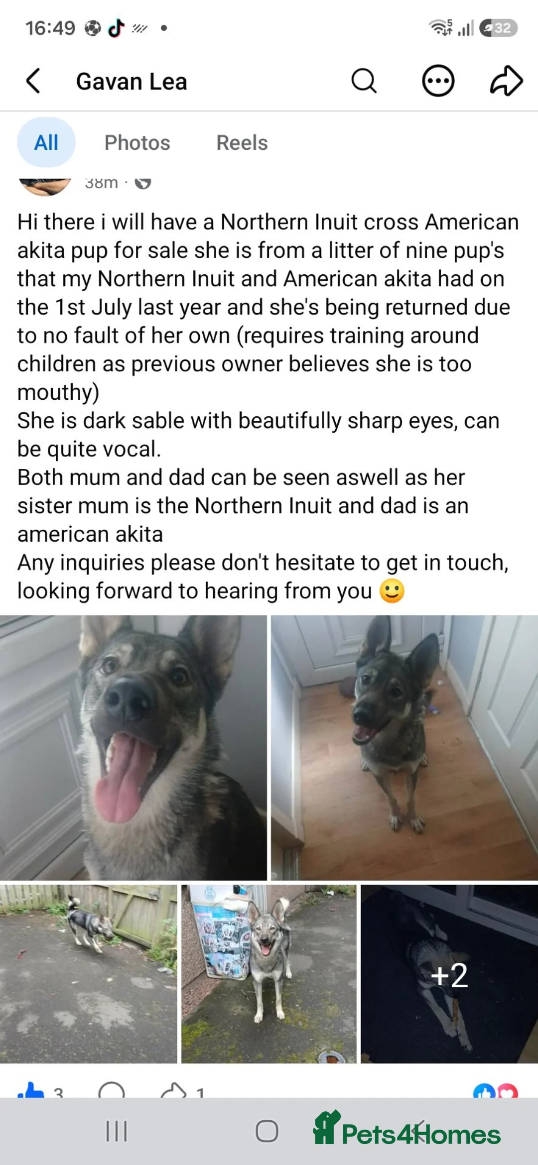 Mixed Breed dogs for sale: Northurn unit/akita in Falkirk - Advert 4