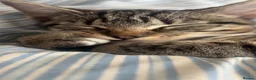 Mixed Breed cats for sale: Kittens *85* if picked up today - Advert 17
