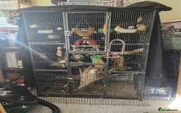 Ringnecks birds for sale: Beautiful Mixed Coloured Ringneck with Large cage  - Image 6