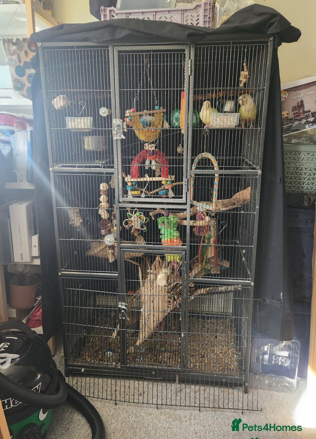 Ringnecks birds for sale: Beautiful Mixed Coloured Ringneck with Large cage  - Image 6
