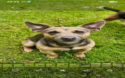 Jack Russell dogs for stud:  jack Russell stud  in Blackpool - Image 1