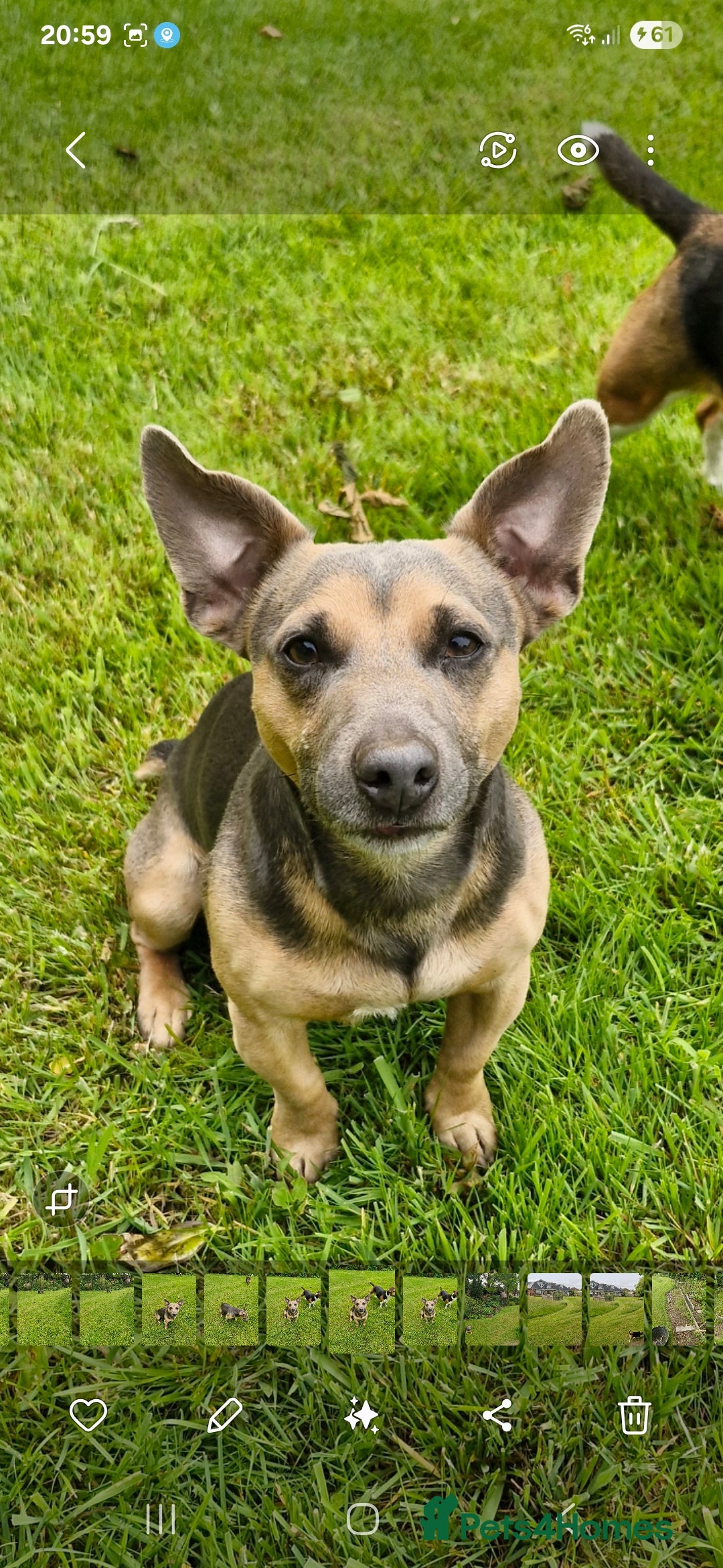 Jack Russell dogs for stud:  jack Russell stud  in Blackpool - Image 1