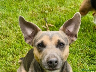 Jack Russell dogs in Blackpool - Advert 1