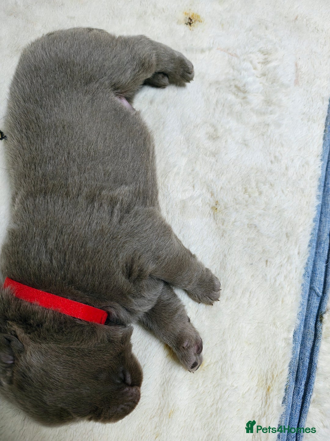 Labrador Retriever dogs for sale: Silver Labrador puppies  - Advert 21