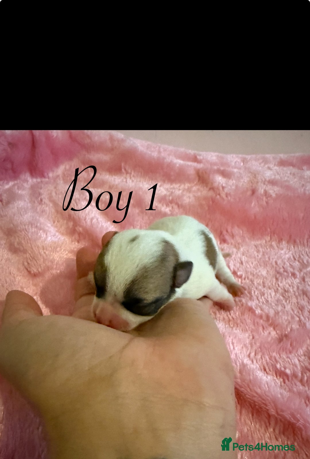 Chihuahua dogs for sale: Beautiful Chihuahua puppy’s  - Image 3