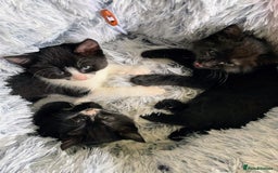 Mixed Breed cats for sale: Beautiful kittens - Image 1