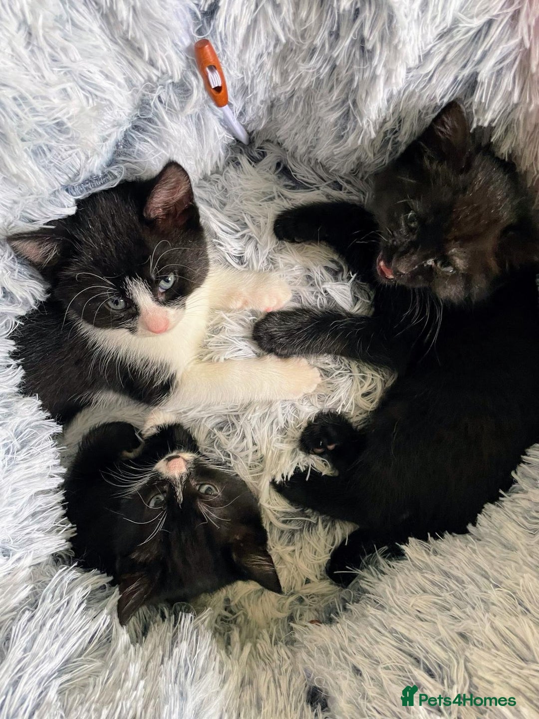 Mixed Breed cats for sale: Beautiful kittens - Image 1