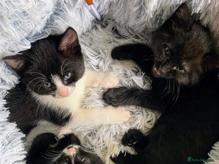 Mixed Breed cats - Advert 19