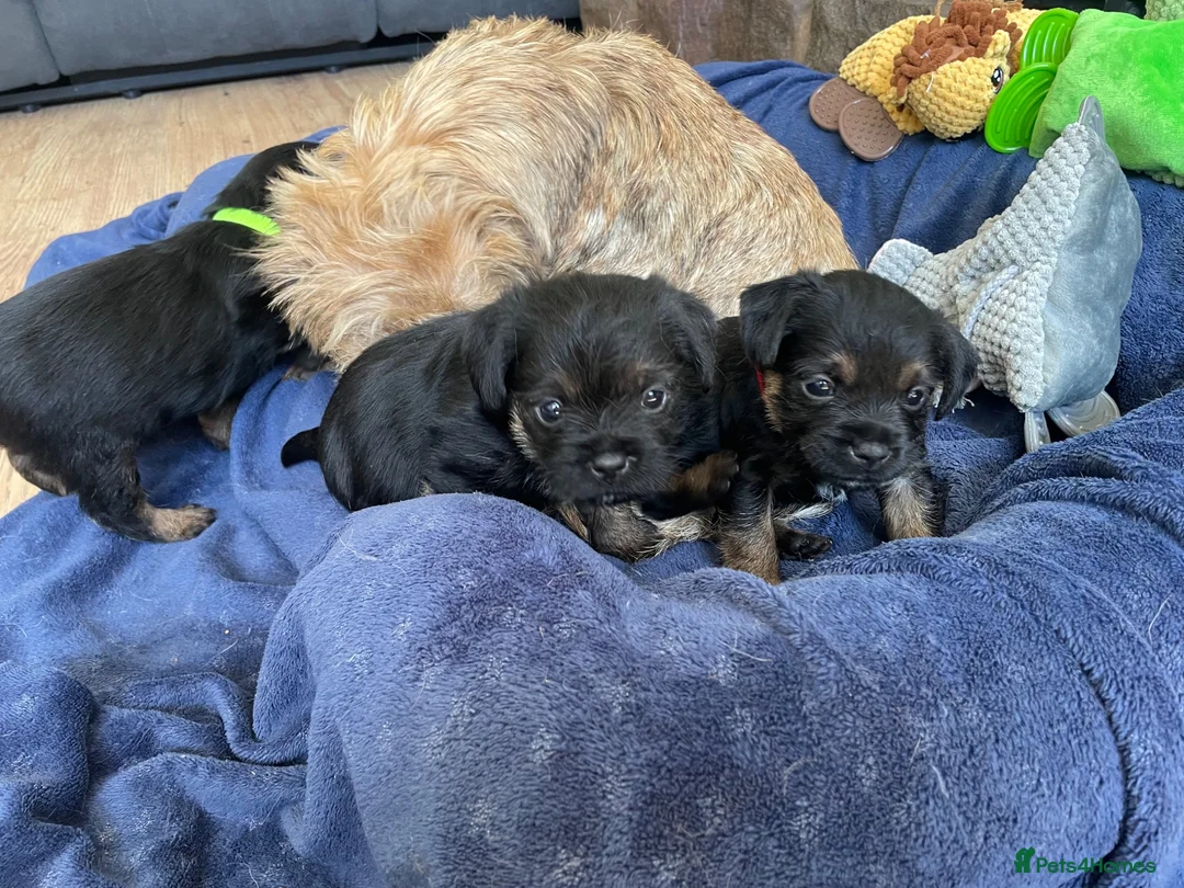 Border Terrier dogs for sale: KC REGISTERED BORDER TERRIER PUPPIES  - Advert 2