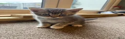 British Shorthair cats for sale: Silver Tipped British Short Hair Kittens in Bournemouth - Advert 9