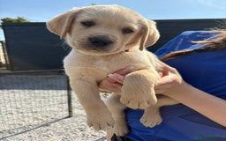 Labrador Retriever dogs for sale: Labrador Puppies  - Image 1