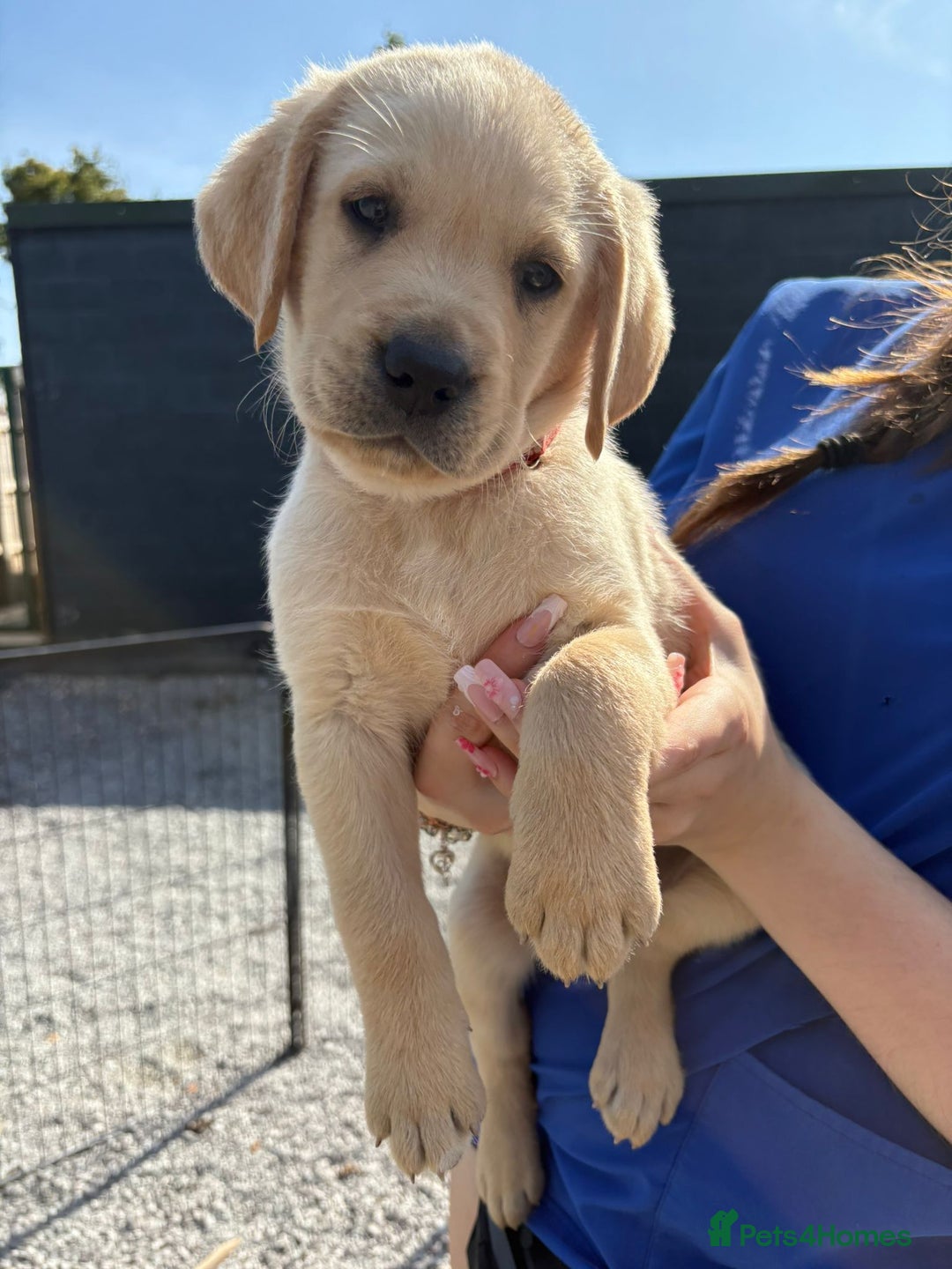 Labrador Retriever dogs for sale: Labrador Puppies  - Image 1