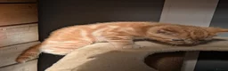 Mixed Breed cats for sale: 2 Bengal/Norwegian forest Kittens  - Advert 25