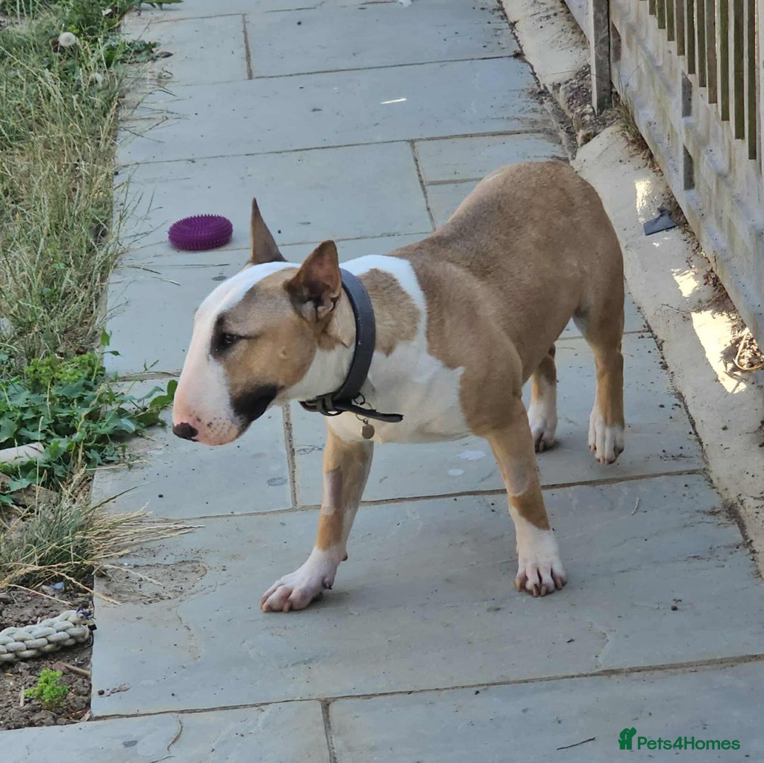 English Bull Terrier dogs for adoption: FOR ADOPTION - BRUCE - BOGNOR REGIS - Image 5