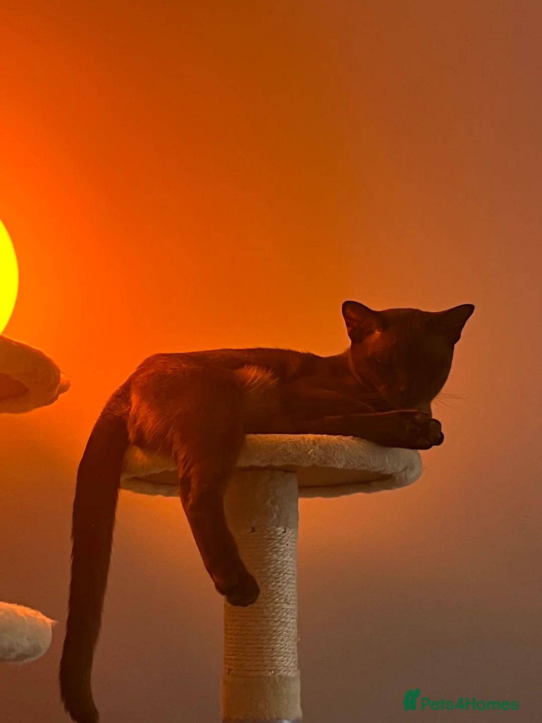 Burmese cats for sale: Lovely Burmese Male - Advert 5