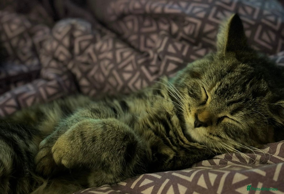 Mixed Breed cats for sale: Lola! - Image 1