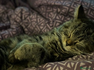 Mixed Breed cats - Advert 17