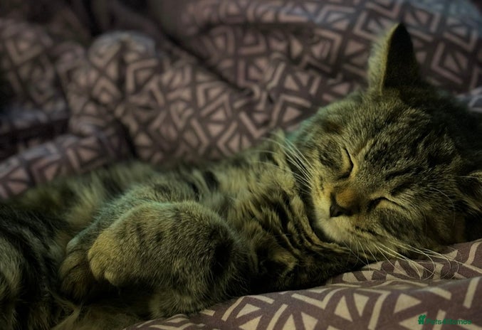 Mixed Breed cats - Advert 2