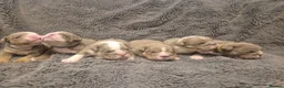 English Bulldog dogs for sale: ☆ showstopping stocky and Rare lilac tri pups ☆  - Advert 10