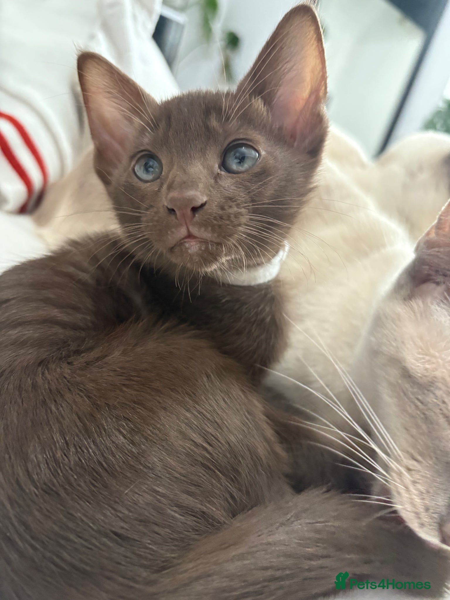 Oriental cats Chocolate Oriental Kittens  - Advert 2