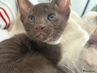 Oriental cats Chocolate Oriental Kittens - Advert 1