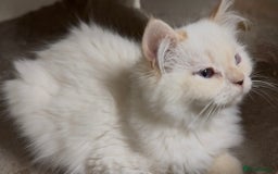 Persian cats for sale: Spanish import - Outstanding kittens available - Image 9