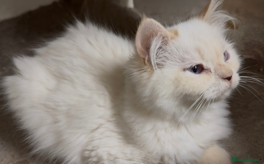 Persian cats for sale: Spanish import - Outstanding kittens available - Image 9