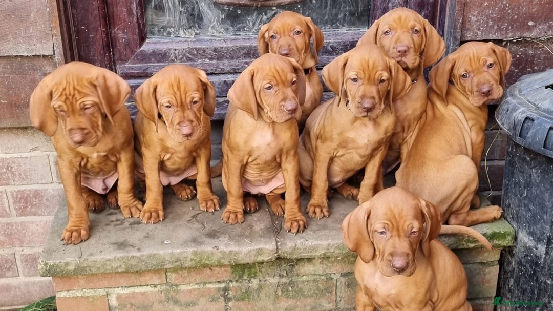 Hungarian Vizsla dogs for stud: Hungarian Vizsla Stud Dog, Very Experienced in Leominster - Advert 8