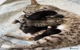 Bengal cats for sale: Mixed Stunning Bengals  - Image 1