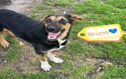 Mixed Breed dogs for adoption: 💙🐶 BRUNO 🐶💙 - Image 1