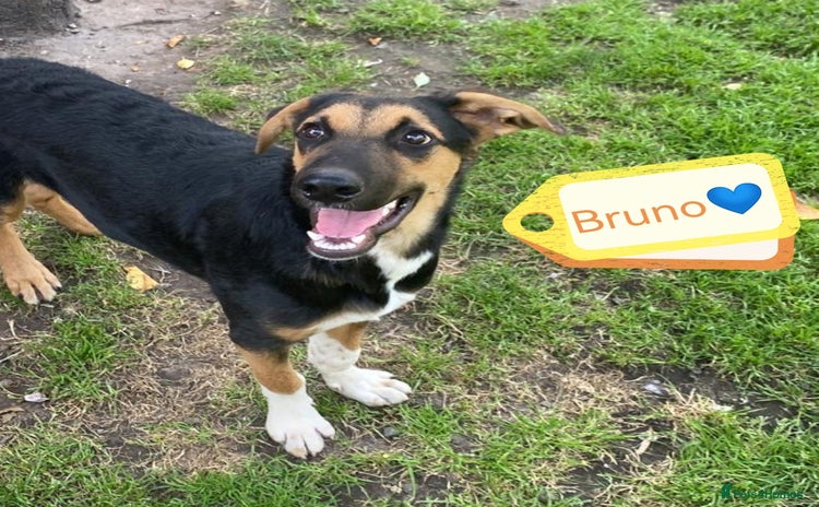 Mixed Breed dogs - Advert 2