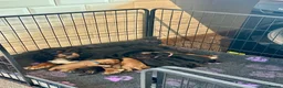 Cavalier King Charles Spaniel dogs for sale: * KC Registered Health Tested Puppies *  - Advert 17