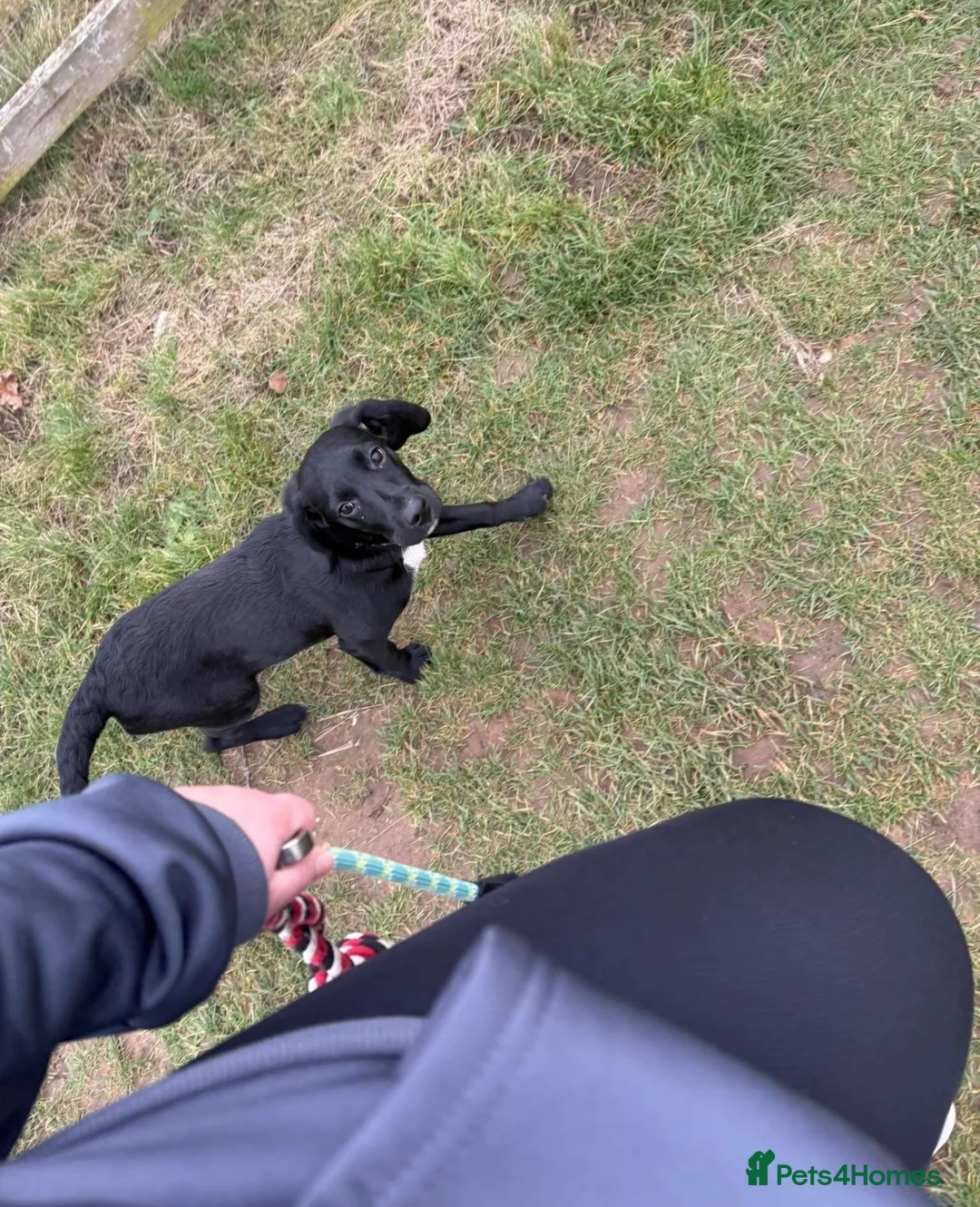 Springador dogs for sale: Lola  - Advert 7