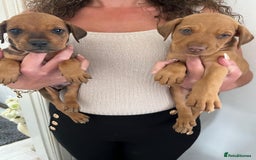 Mixed Breed dogs for sale: Doberman puppies for sale - Image 7