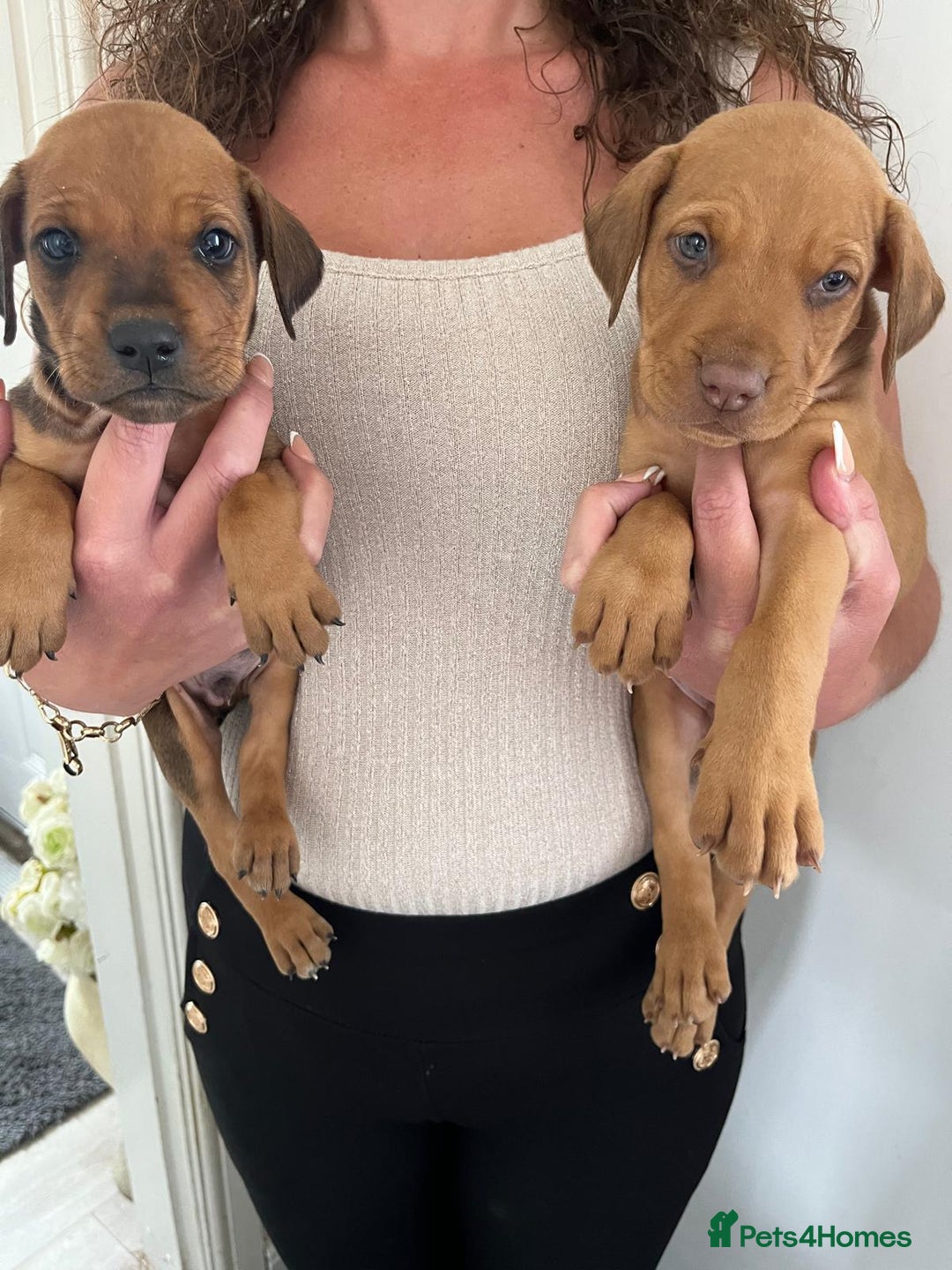 Mixed Breed dogs for sale: Doberman puppies for sale - Image 7