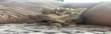 Persian 1