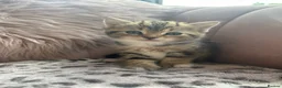 Persian cats for sale: X6 Persian Cross - beautiful fluffy kittens - Advert 7