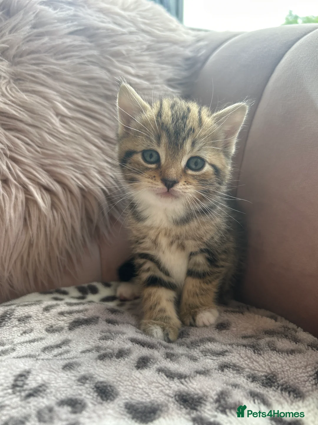 Persian cats for sale: ‼️2 girls left❗️Ready to leave 😻 - Advert 25