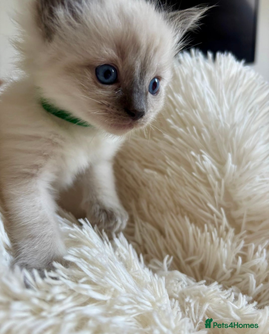Ragdoll cats for sale: Beautiful ragdoll babies 🩷🩷🩵🩵 - Image 2