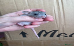 Rat rodents for sale: Baby rats looking for 5*homes only  - Advert 1