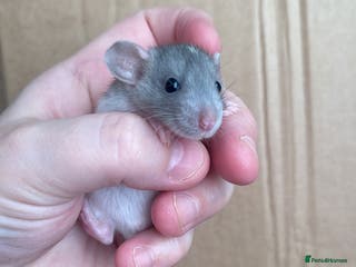 Rat rodents Baby rats looking for 5*homes only - Advert 5