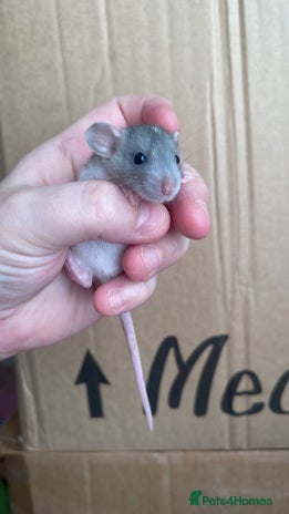 Rat rodents - Advert 10
