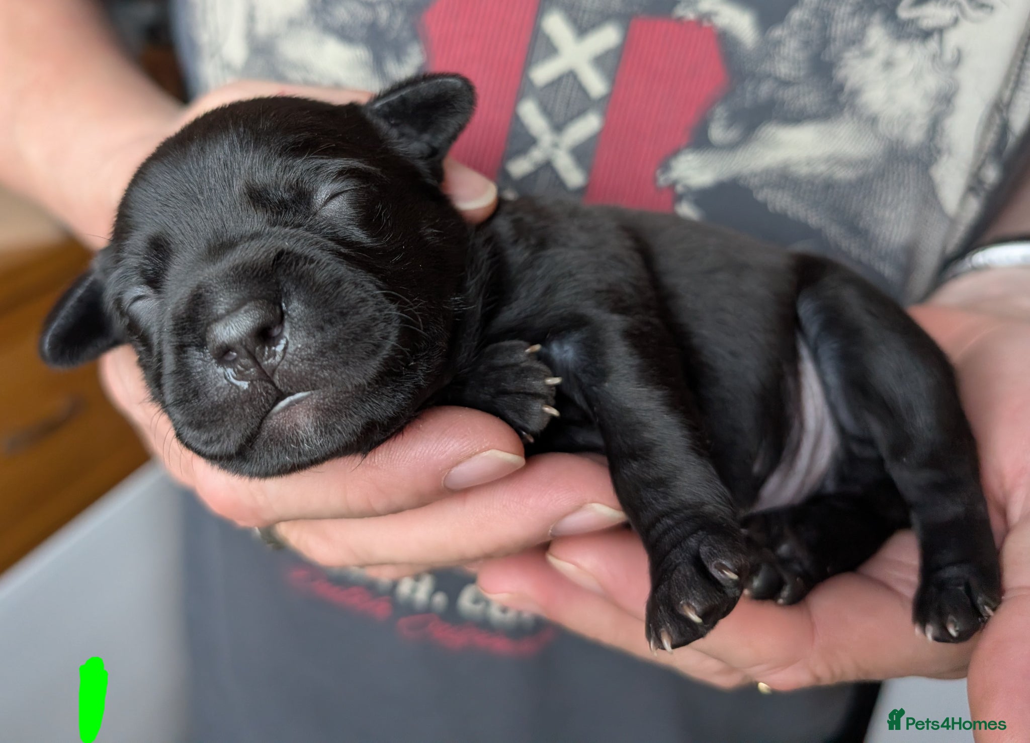 Staffordshire Bull Terrier dogs King Fury KCreg excellent pedigree blue/black pups - Advert 2