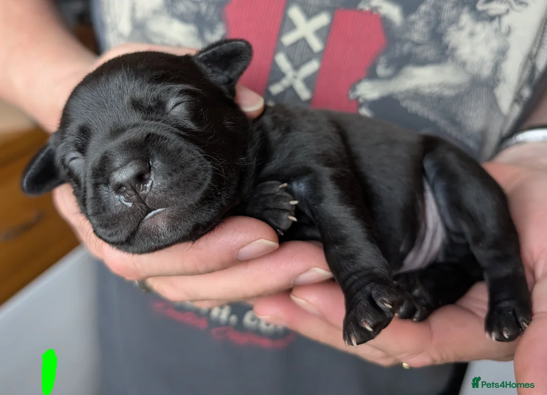 Staffordshire Bull Terrier dogs for sale: King Fury KCreg excellent pedigree blue/black pups - Advert 2