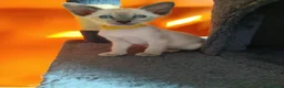 Siamese cats for sale: Gorgeous Siamese kittens!!! - Advert 26